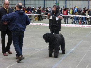 Spéciale Bouviers des Flandres.